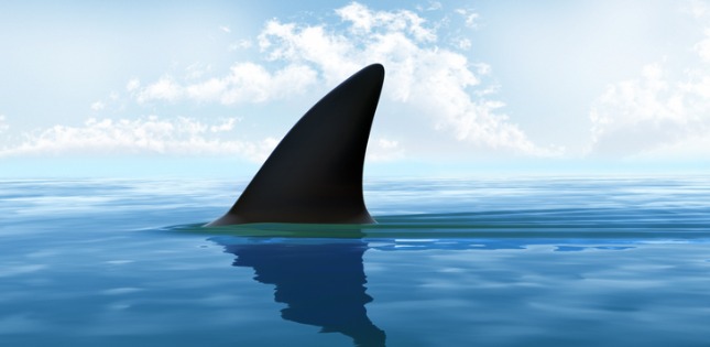 shark-fin-above-water-xxxl-size-picture-id157562987