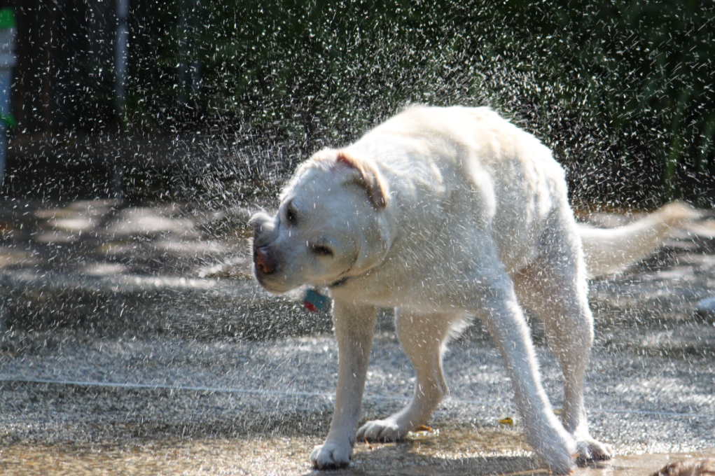 Is Your Security Tail Wagging Your Architecture Dog?